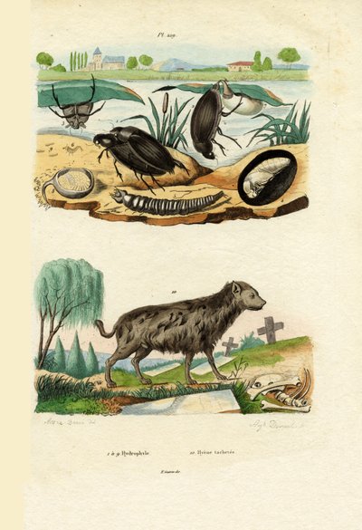 Water Beetles by French School